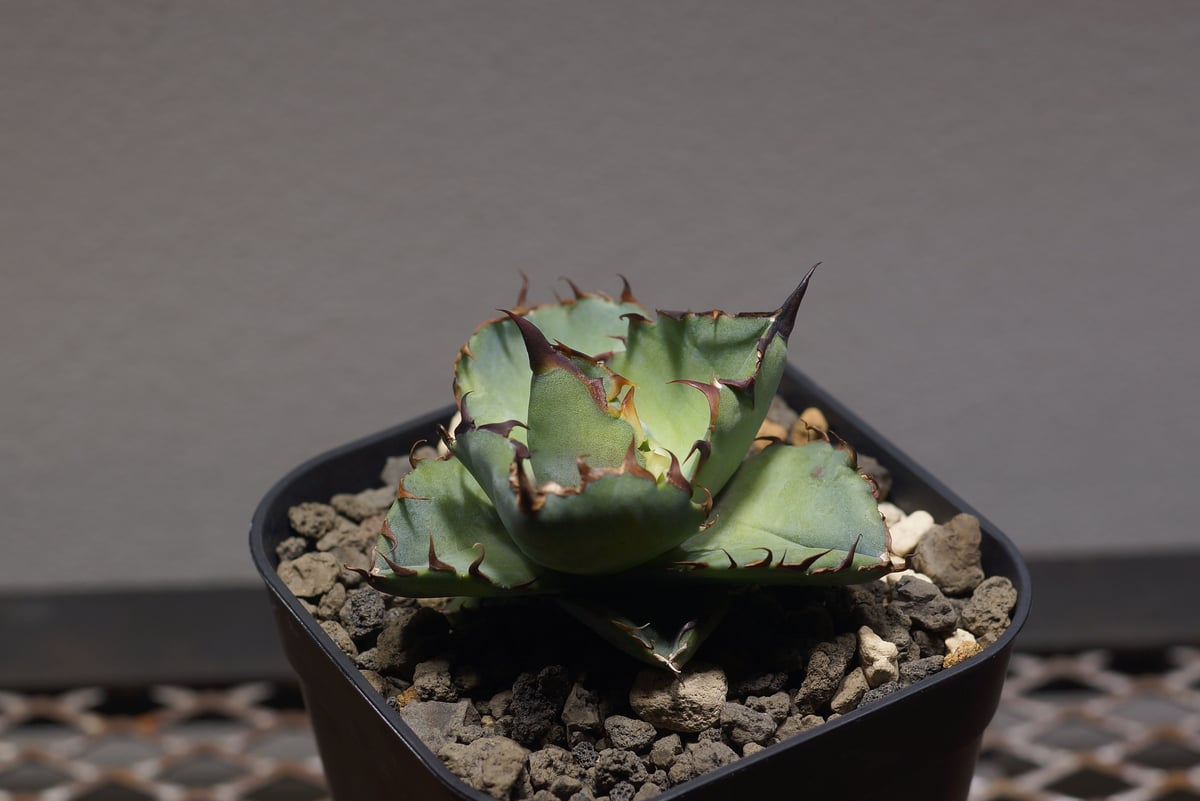 多肉植物 アガベ チタノタ ブラックアンドブルー BB小株 15株同梱 発根済 多肉植物 アガベ チタノタ ブラックアンドブルー BB小株 15株同