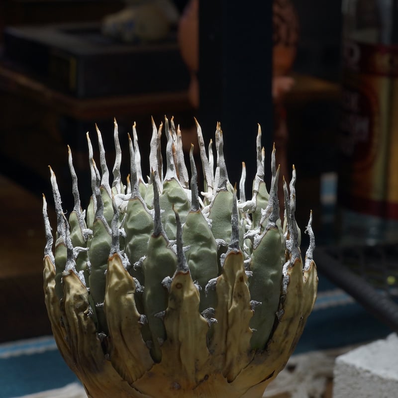 アガベ ユタエンシス エボリスピナ / ES-20 | アガベ専門店 モンスター