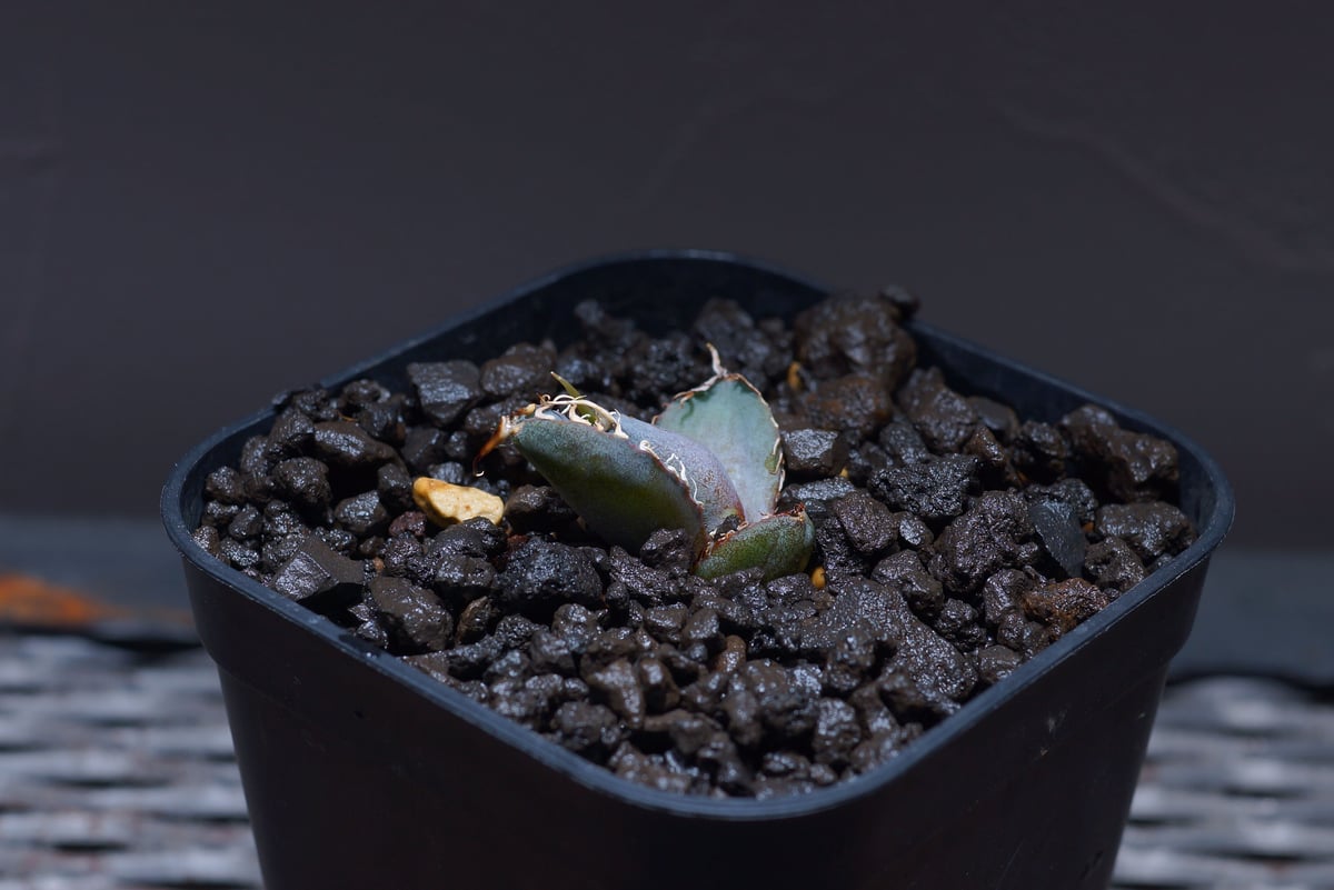 多肉植物 アガベ チタノタ ブラックアンドブルー BB子株 58株同梱 アガベ チタノタ・ブラックアンドブルー【多肉植物 5号鉢／1個