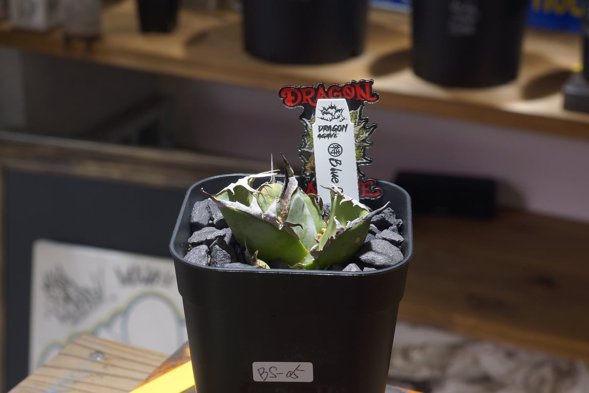 アガベ チタノタブルー 実生 5 アガベ チタノタ ブルー実生