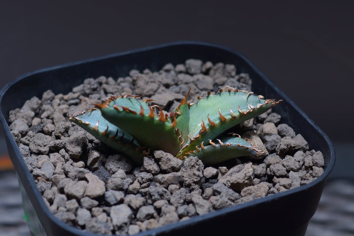 アガベ チタノタ 夕映厳竜/子株 YB-03 | アガベ専門店 モンスターハウス