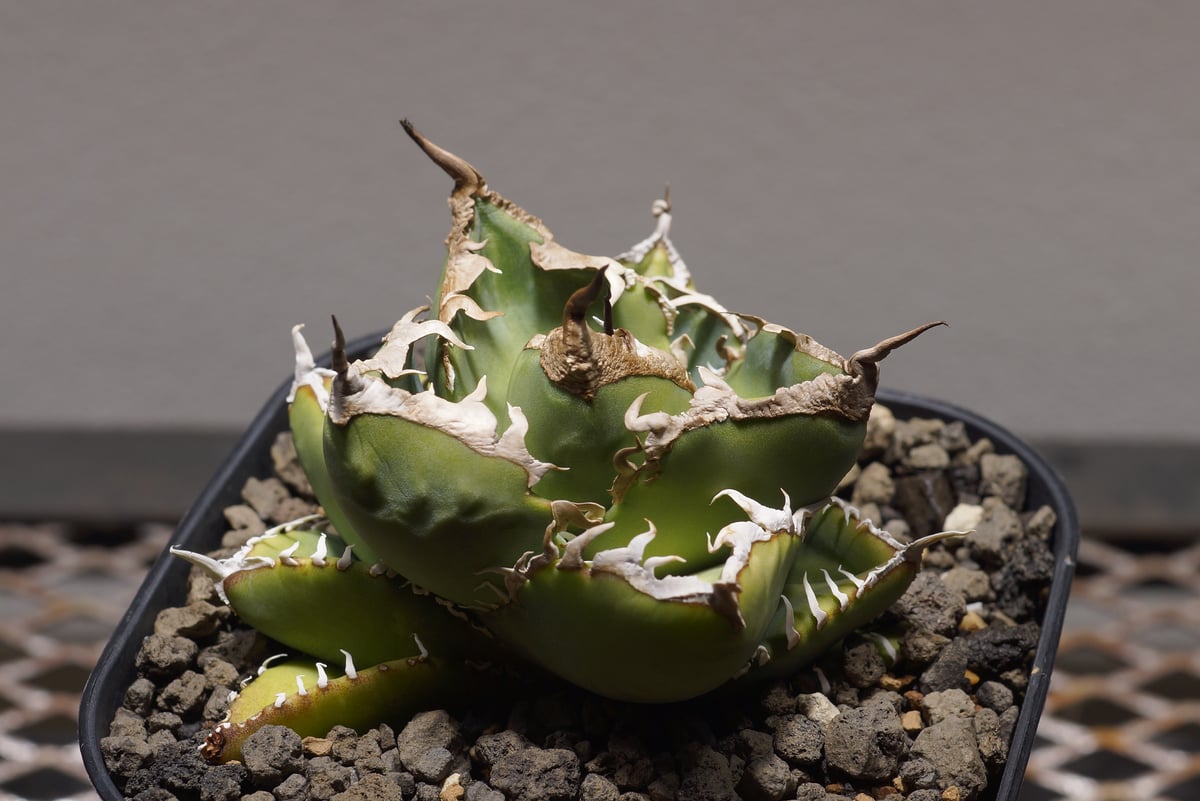 【二株セット】アガベ チタノタ シーザー　南アフリカダイアモンド SAD セット アガベ チタノタ 南アフリカダイヤモンド / SAD-07 | アガベ専門