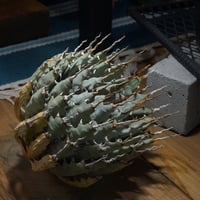 アガベ オアハカ オテロイ/ 親株 ox-08 | アガベ専門店 モンスターハウス