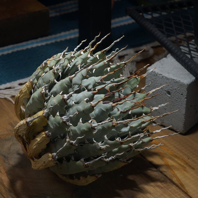 アガベ ユタエンシス エボリスピナ / ES-29 | アガベ専門店 モンスター