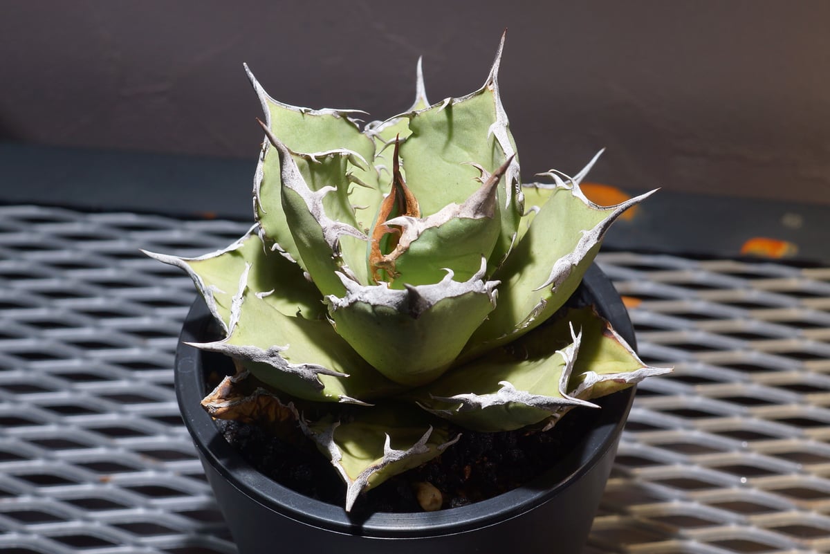 アガベ　チタノタ　白鯨　中株　地植え アガベ・チタノタ「白鯨」の育て方｜増やし方やトラブル対処法を解説