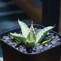 アガベ　チタノタ　‘1981’ 極上ブルー　中斑模様　　胴切り天 アガベ チタノタ '1981' 極上ブルー 中斑模様 胴切り天 アガベ