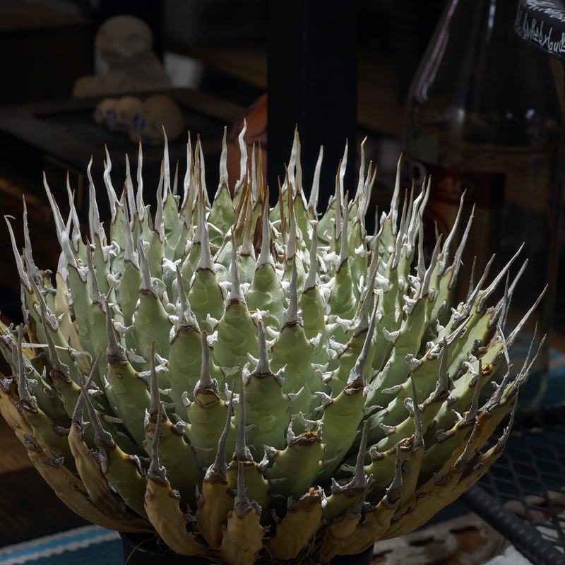 アガベ ユタエンシス エボリスピナ / ES-32 | アガベ専門店 モンスター