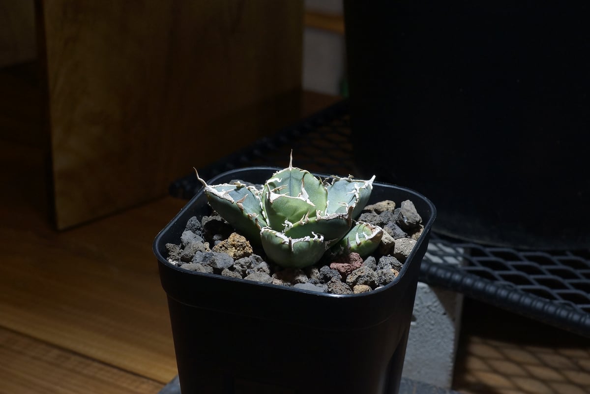 アガベ チタノタ 南アフリカダイヤモンド / SAD-09 | アガベ専門