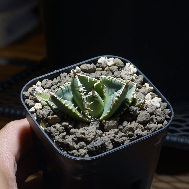 アガベ チタノタ 南アフリカダイヤモンド / SAD-11 | アガベ専門