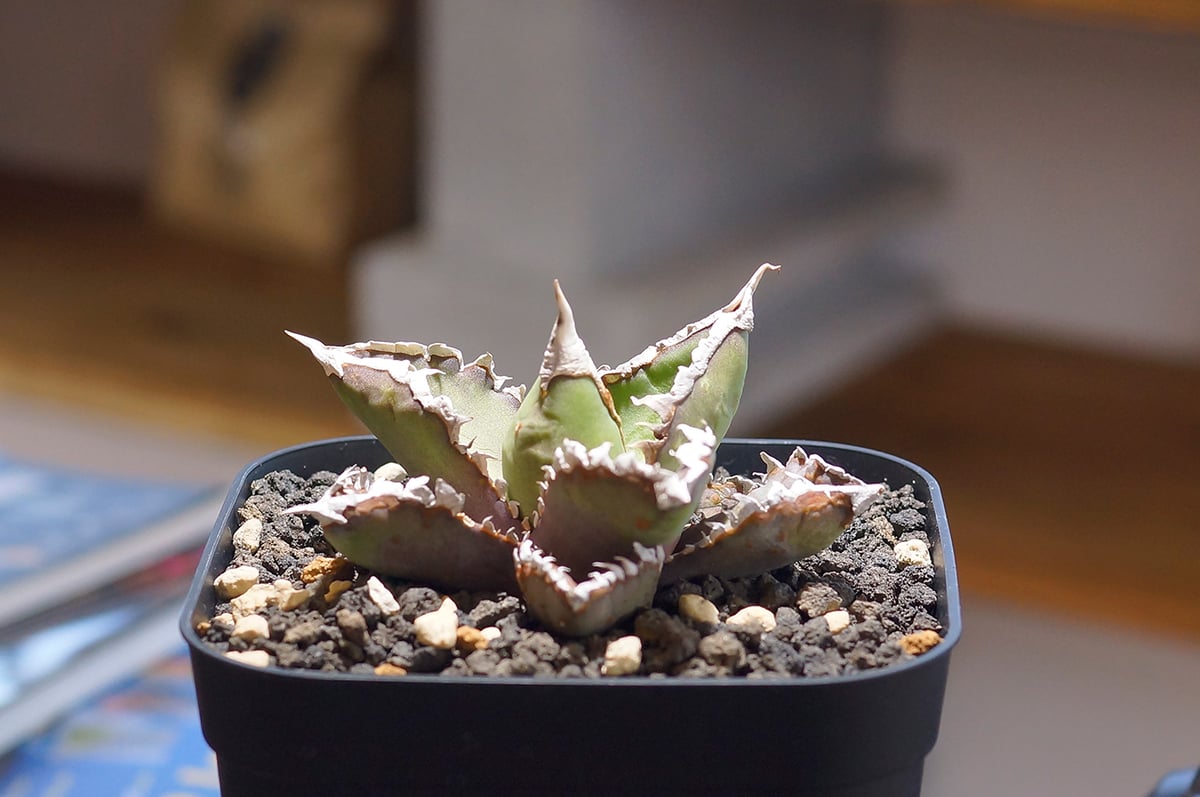 アガベ チタノタ 狼人 RN-02 | アガベ専門店 モンスターハウス