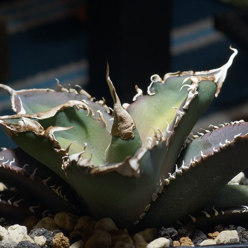 A238 特選 アガベ チタノタ 緑幽霊 超絶狂棘 強棘 極上鋸歯大甲蓋 珍藏株 A238 特選 アガベ チタノタ 緑幽霊 超絶狂棘 強棘 極上鋸歯大甲蓋