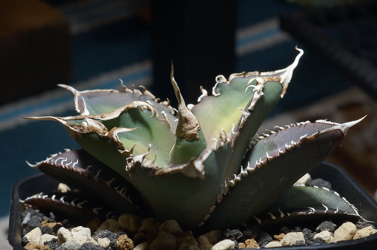 緑幽霊 中株 アガベオテロイ チタノタ アガベ チタノタ 緑幽霊 / GG-06 | アガベ専門店 モンスターハウス