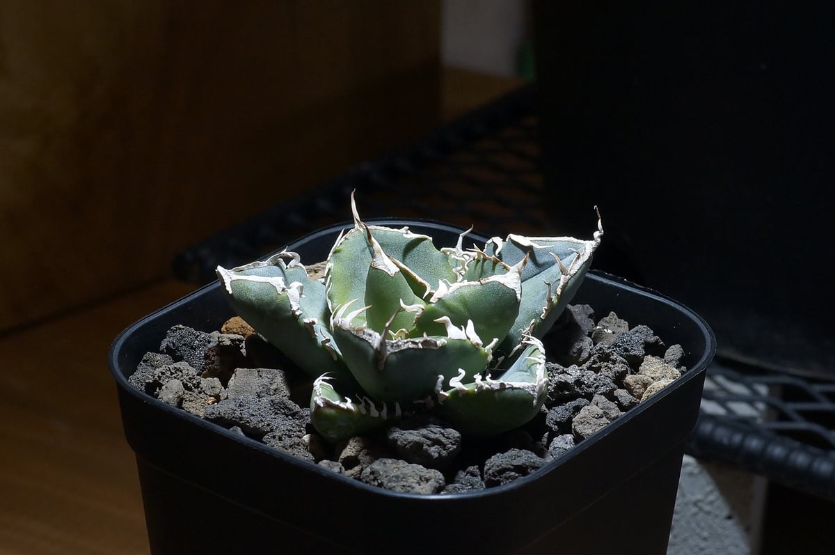 アガベ チタノタ 南アフリカダイヤモンド / SAD-06 | アガベ専門店