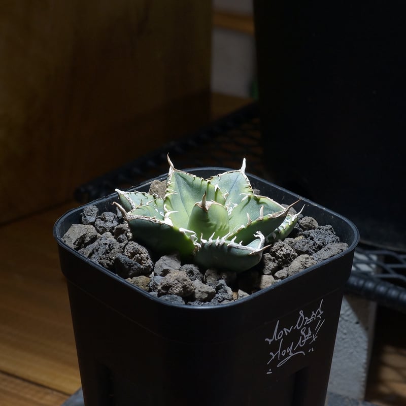 K*o様 アガベ SAD 中株