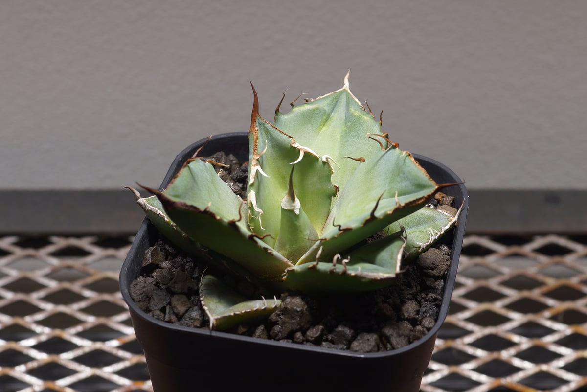 アガベ チタノタ 黒豹/子株 BP-06 | アガベ専門店 モンスターハウス