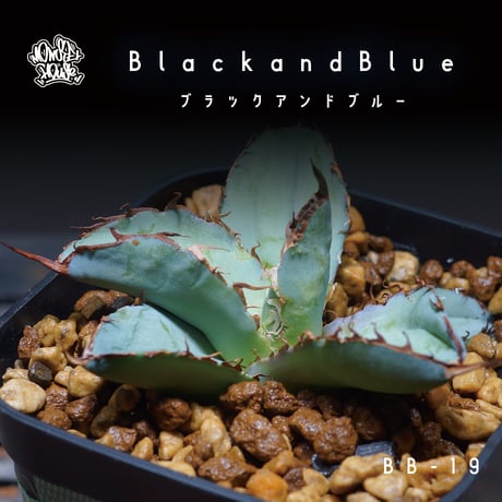 アガベ　agave bb ブラックアンドブルー black and blue