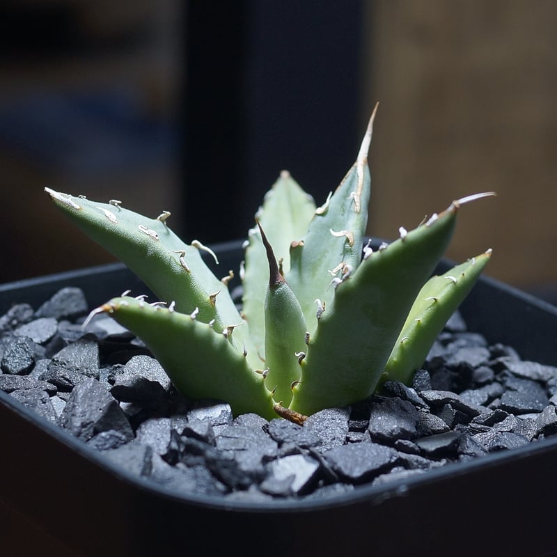 アガベ ハイブリッド 妖炎×姫厳竜/ Y×H-17 | アガベ専門店 モンスター アガベ ハイブリッド 妖炎×姫厳竜/ Y×H-17 | アガベ専門店 モンスター