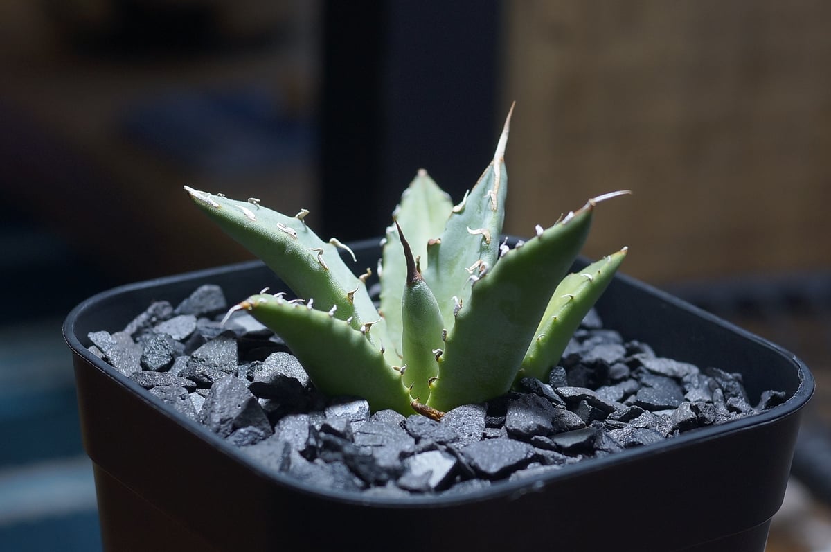 アガベ ハイブリッド 妖炎×姫厳竜/ Y×H-17 | アガベ専門店 モンスター