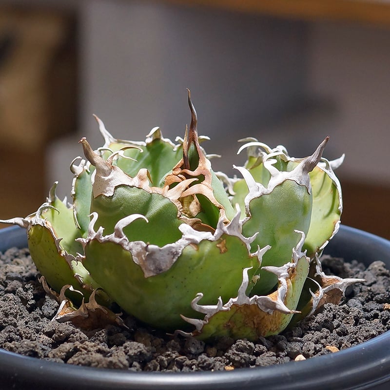アガベ チタノタ　白鯨 アガベ・チタノタ白鯨（縞斑）中-002｜agave titanota white
