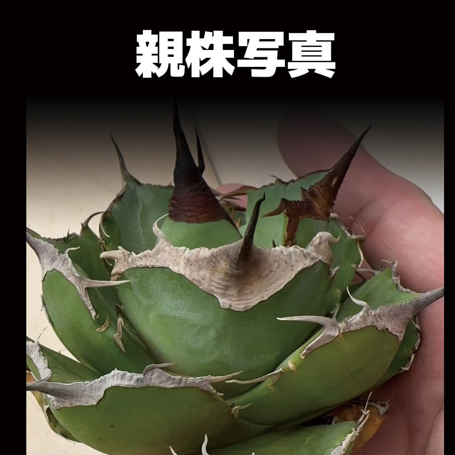 アガベ チタノタ 黒豹/子株 BP-07 | アガベ専門店 モンスターハウス