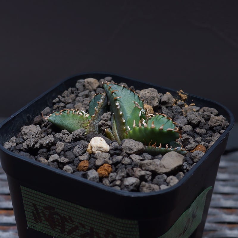 アガベ チタノタ 小雨新白鯨 ダブルヘッド/KNW-04 | アガベ専門