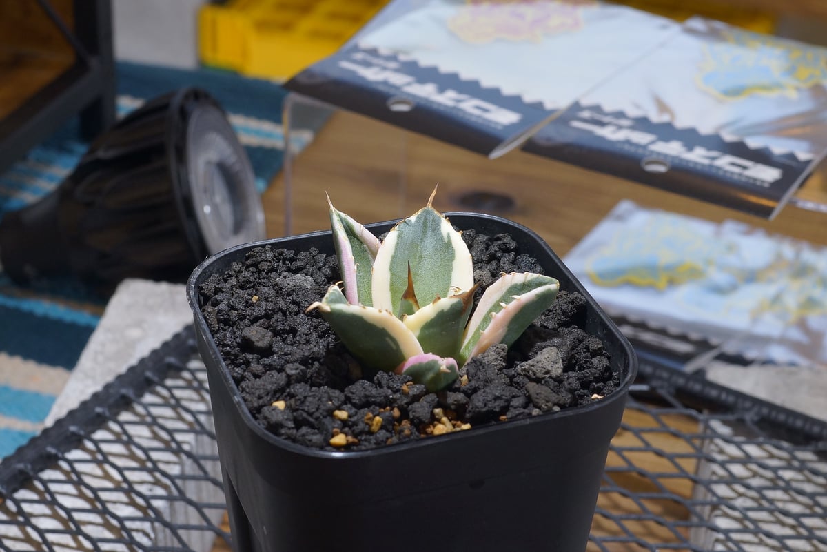 アガベ チタノタ スナグルトゥース 12 アガベ チタノタ スナグルトゥース ST12 | Mellow Yard