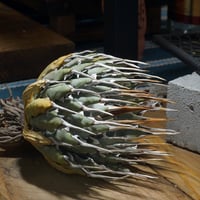 アガベ チタノタ 白犀牛/ 毒刺産 wr-05 | アガベ専門店 モンスターハウス