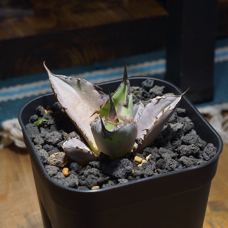 アガベ チタノタ Dennis 040 キングアーサー/ Dragon Agave産 D04