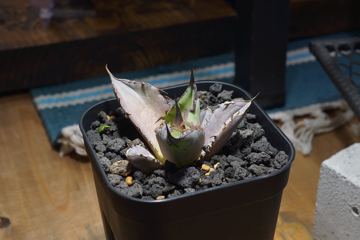 アガベ チタノタ Dennis 040 キングアーサー/ Dragon Agave産 D04