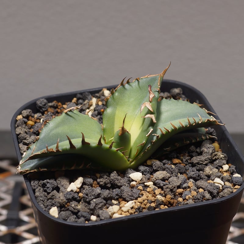 アガベ チタノタ　インドネシア厳龍 アガベ チタノタ インドネシア厳龍