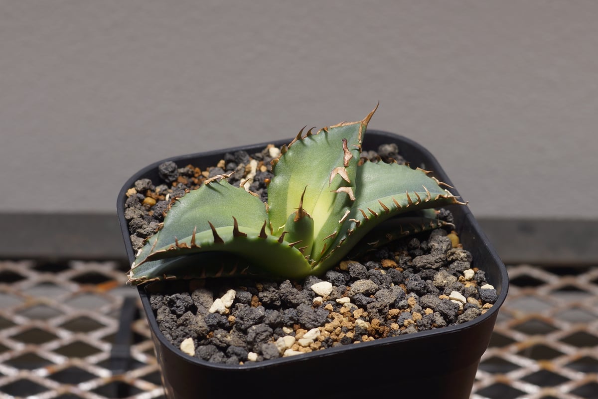 アガベ チタノタ　インドネシア厳龍 アガベ チタノタ インドネシア厳龍 レア株】アガベ チタノタ