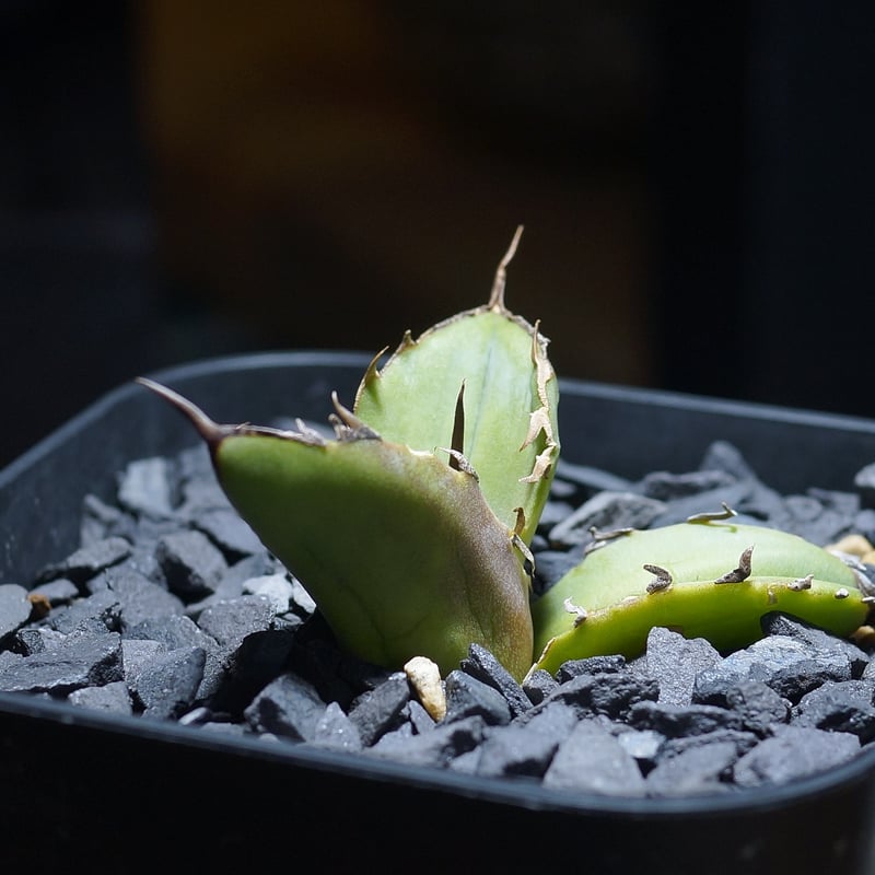 アガベ チタノタ 白犀牛/ 毒刺産 wr-05 | アガベ専門店 モンスターハウス