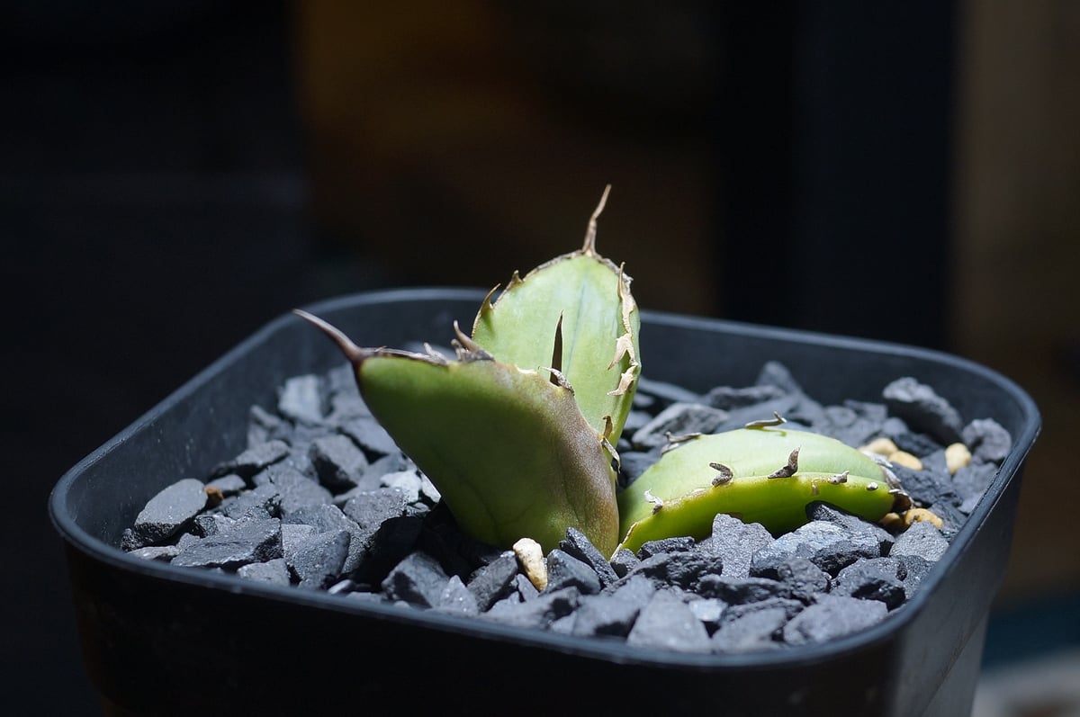 アガベ チタノタ 白犀牛/ 毒刺産 wr-05 | アガベ専門店 モンスターハウス