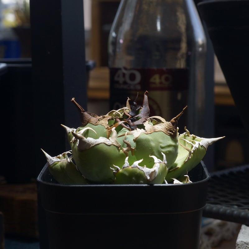 アガベ チタノタ 魔丸 / MG-20 | アガベ専門店 モンスターハウス