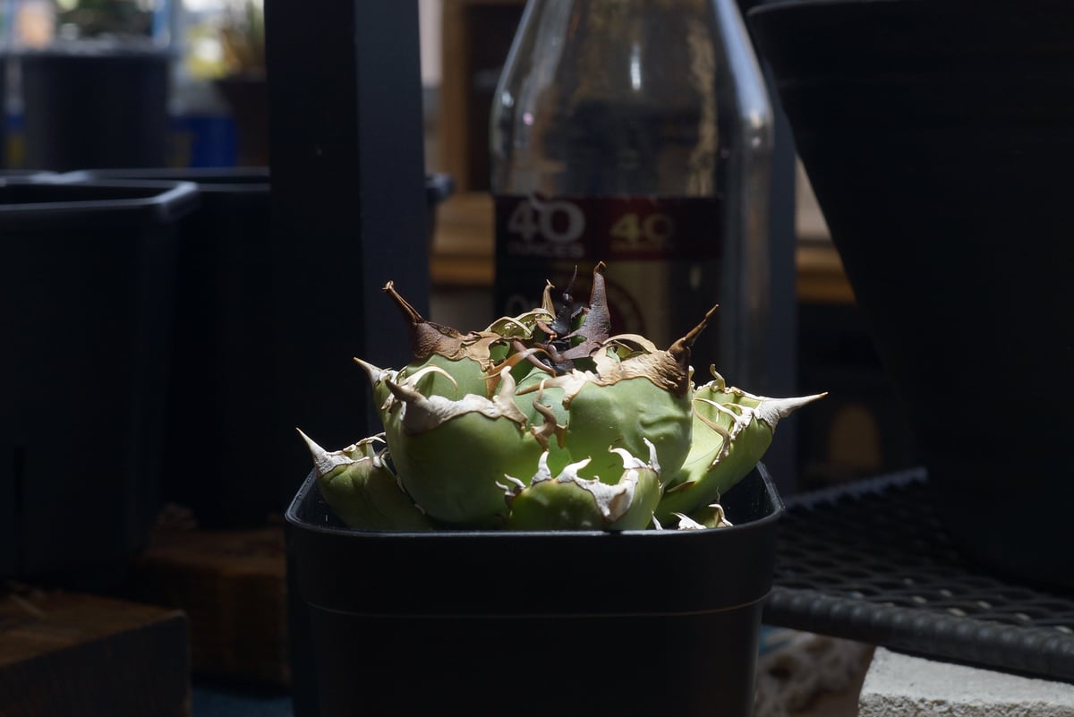 アガベ チタノタ 魔丸 / MG-20 | アガベ専門店 モンスターハウス