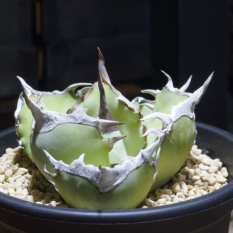 アガベ チタノタ 鳳凰 / Dragon Agave産 PH-03 | アガベ専門店 モンスタ