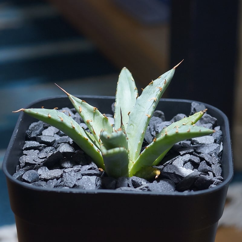 アガベ ハイブリッド 妖炎×姫厳竜/ Y×H-06 | アガベ専門店