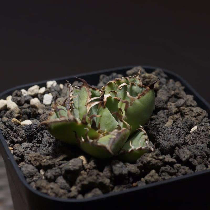 アガベ チタノタ 黒鯨 BW-05 | アガベ専門店 モンスターハウス