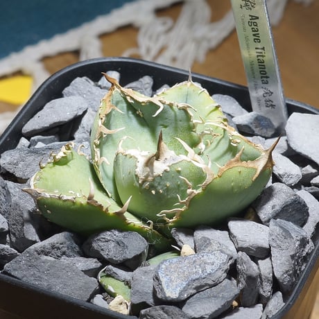 アイテム | アガベ専門店 モンスターハウス