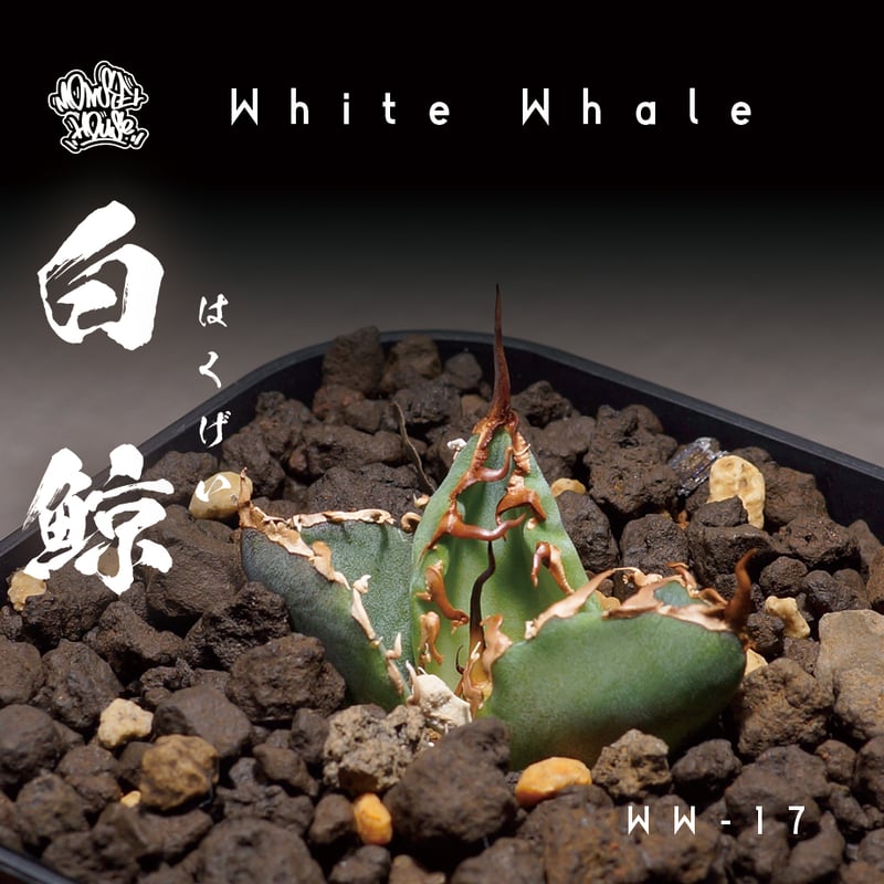 アガベ チタノタ 白鯨/ww-17 | アガベ専門店 モンスターハウス