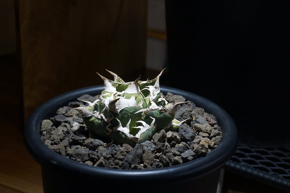 fit=scale-down,w=1200