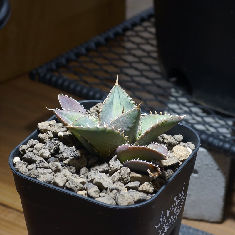 アガベ　海王　親株出品 アガベ チタノタ 海王 親株 - メルカリ