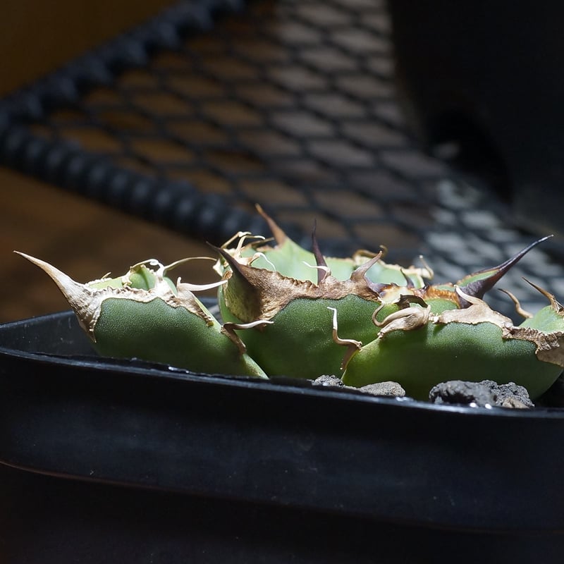 アガベ チタノタ 黒豹/子株 BP-09 | アガベ専門店 モンスターハウス