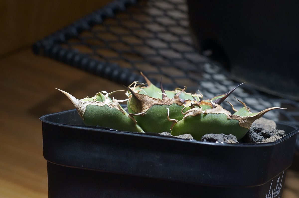 アガベ チタノタ 黒豹/子株 BP-09 | アガベ専門店 モンスターハウス