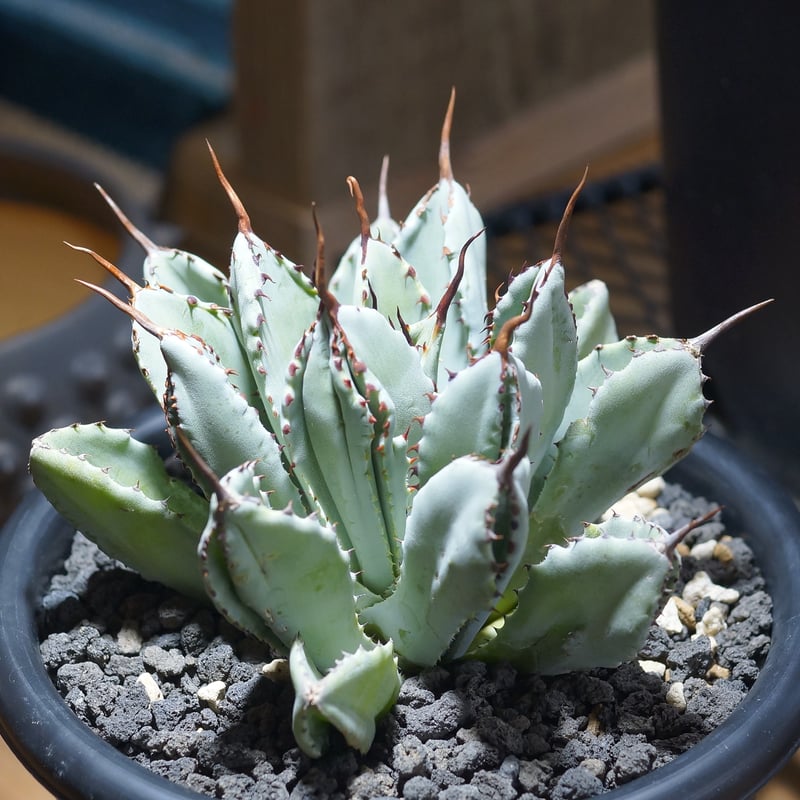 60\r株 多肉植物 アガベ ポタトラム キュービック アガベ ポタトラム キュービック / Agave potatorum cubic / PC-