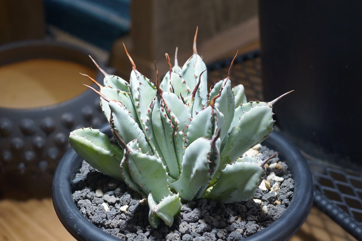 アガベ　キュービック　大株 アガベ ポタトラム キュービック / Agave potatorum cubic / PC-