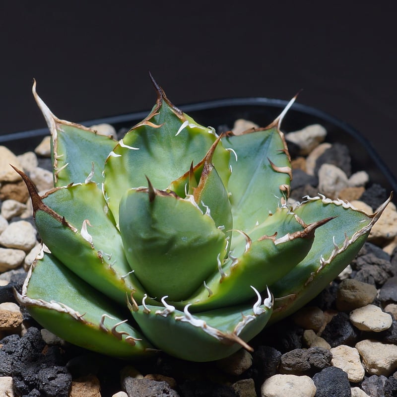 アガベ チタノタ ナンバーワン錦/子株 N1-04 | アガベ専門店