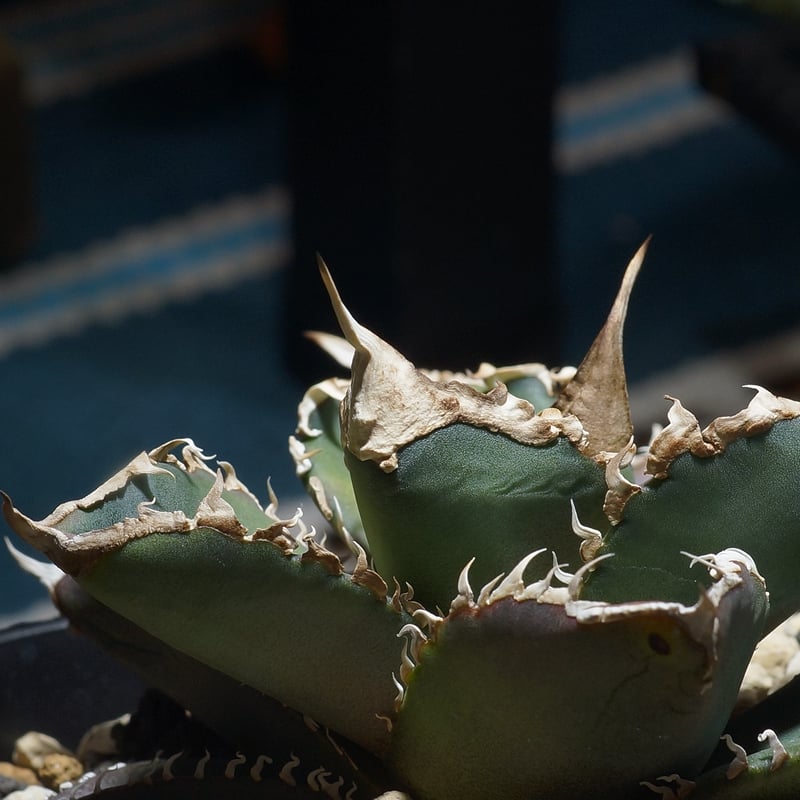 アガベ チタノタ 緑幽霊 / GG-07 | アガベ専門店 モンスターハウス