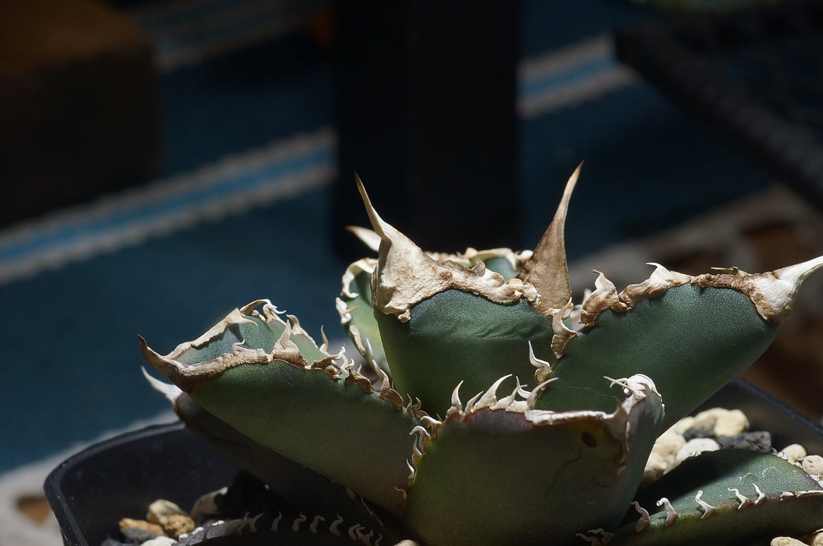 アガベ チタノタ 緑幽霊 / GG-07 | アガベ専門店 モンスターハウス