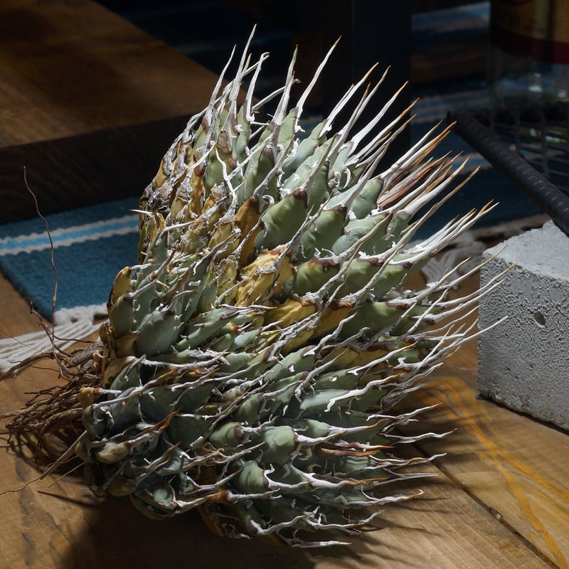 アガベ ユタエンシス エボリスピナ / ES-16 | アガベ専門店 モンスター